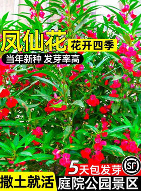 混色凤仙花种籽四季开花公园美化花海景观花种子庭院别墅小区花籽