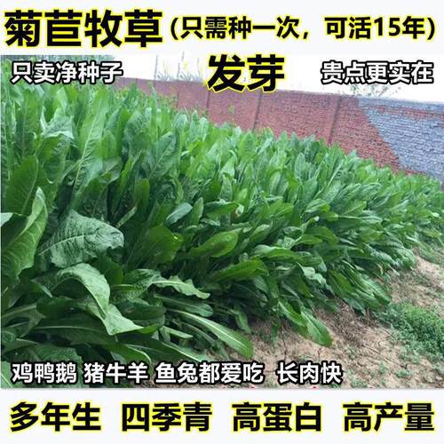进口菊苣草耐寒四季新鲜