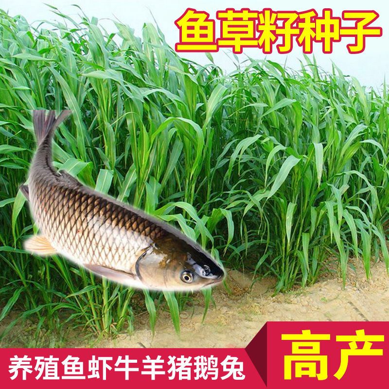 进口高产苏丹草种籽鱼草种子四季养殖牧草种子猪牛羊兔渔草籽种子
