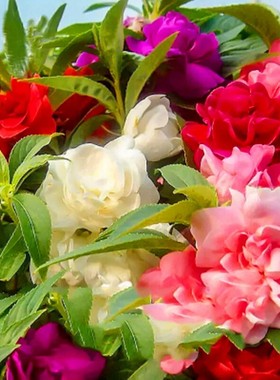 重瓣茶花凤仙花种子多色指甲草指甲花盆栽种植易活花种籽子孑