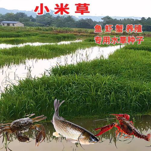 小米草种子喂鱼草耐高温鱼虾蟹养殖专用草水淹水草小米草籽水稗草