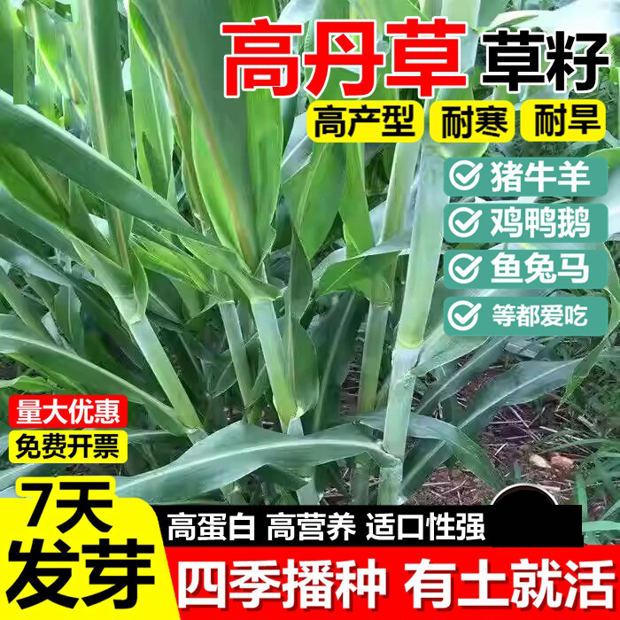 高丹草种子牧草种籽高丹王草进口高丹草种籽喂牛羊猪鸭鹅兔鱼草籽,鲜花速递/花卉仿真/绿植园艺,家庭园艺种子,淘宝优惠券,粉丝福利购,淘宝优惠卷