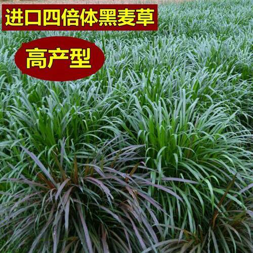 一年生黑麦草种子进口小颗粒