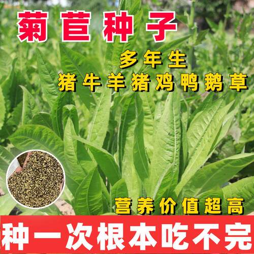 菊苣猪草养殖大叶牧草种子