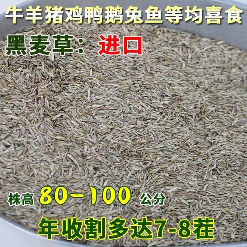 一年生黑麦草进口牧草种子四季高产耐寒耐旱喂猪牛羊鸡鸭鹅鱼牧草