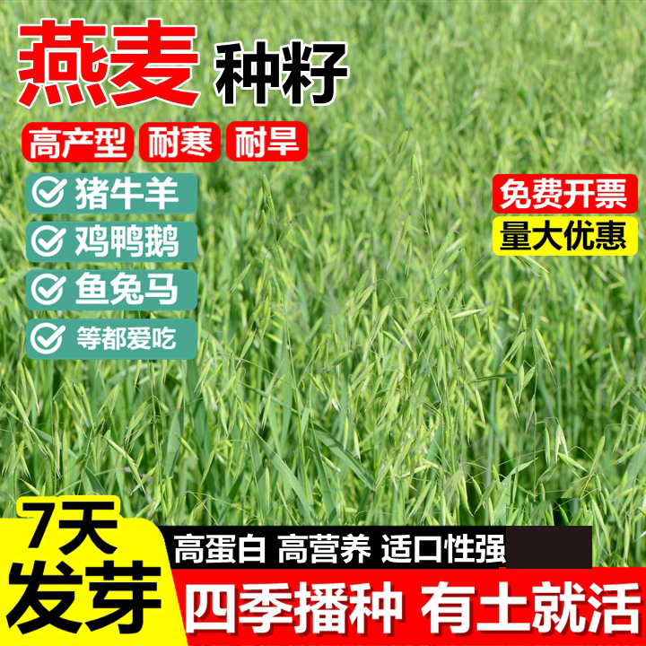正宗饲用燕麦种子养殖超高产四季牧草种子耐寒种籽草籽牛羊草种籽