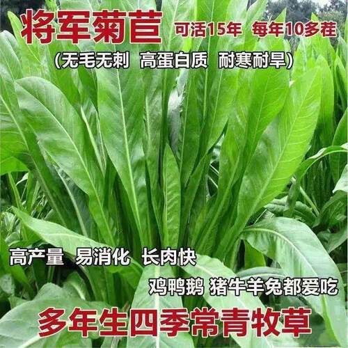 菊苣种子大叶多年生兔子草种