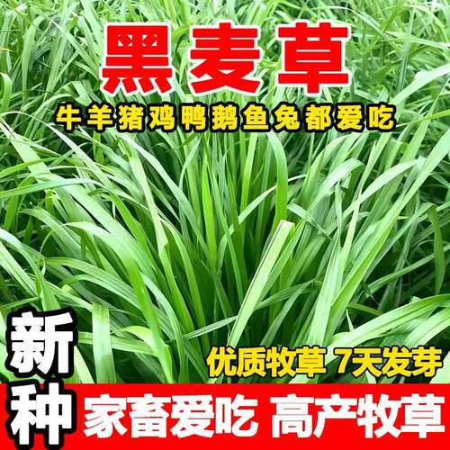 四季一年生种黑麦草种籽子