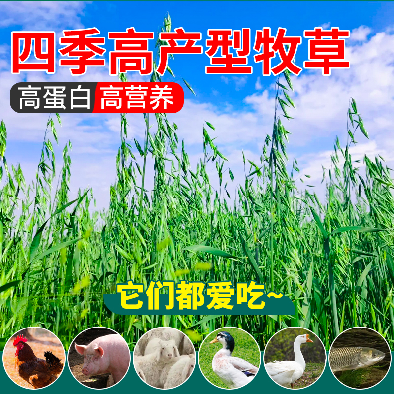 饲用燕麦草种子养殖牧草耐寒种籽四季养殖牧草喂牛羊鸡鸭鹅猪草籽