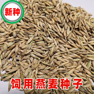 带壳燕麦种子食用皮燕麦雀麦野麦草燕麦饲用养殖牧草高产冬天耐寒