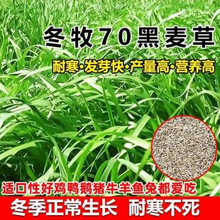 国产冬牧70黑麦草种子牧草四季种植养牛羊鸡鸭鱼鹅兔高产耐寒草籽