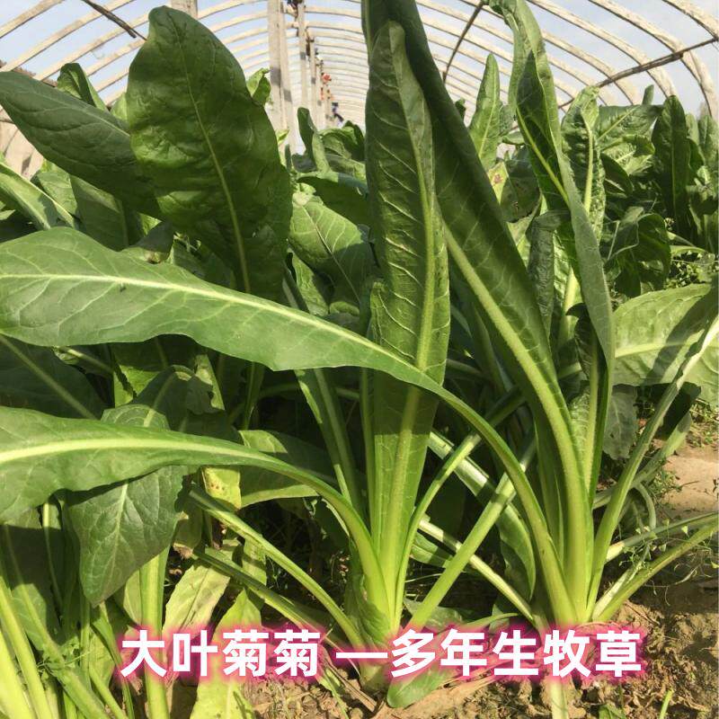 进口大叶菊苣草种籽多年生牧草种子四季养殖猪鸭鹅鸡兔牛羊猪草孑