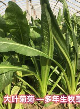进口大叶菊苣草种籽四季养殖