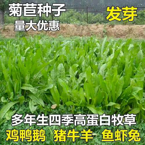 菊苣种籽养殖大叶牧草种子