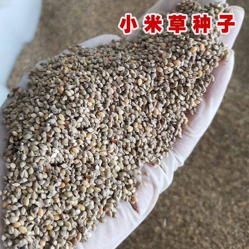 小米草籽种优质水草喂鱼草种子耐高温龙虾养殖专用草四季夏季水培