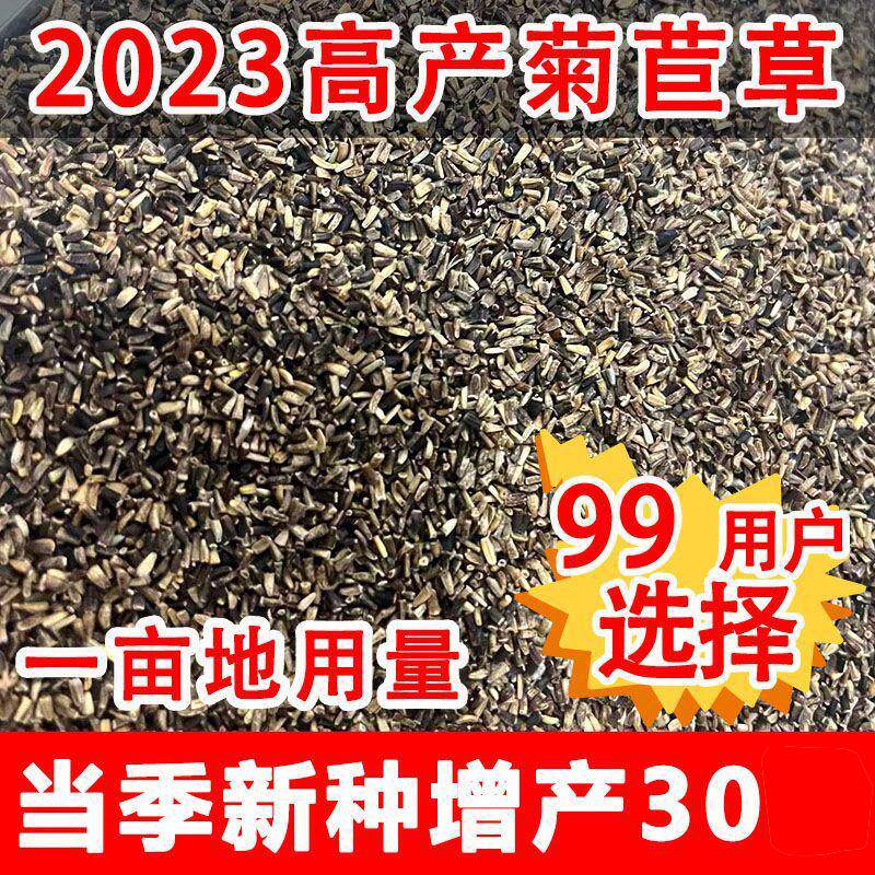 大叶菊苣种子猪草养殖多年生四季牧草羊牛兔鸡鸭鹅猪草种孑鱼再生
