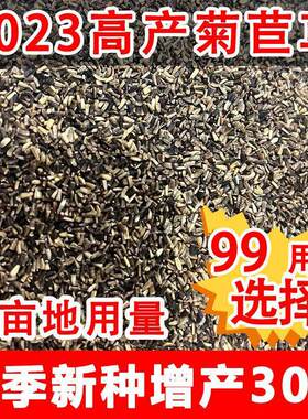 进口大宽叶四季菊苣种子