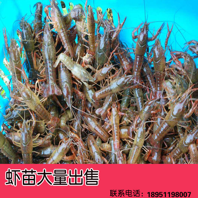 盱眙洪泽湖水产小龙虾苗 鲜活虾苗本地种虾养殖种苗繁殖淡水青虾