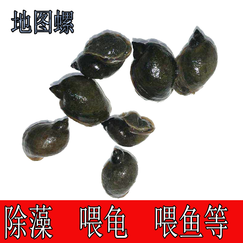 地图螺脆螺漂螺冷水螺水蜗牛小乌龟活体饲料壳薄 鱼缸强力除藻