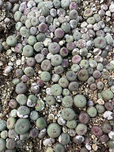 小红嘴10元一个