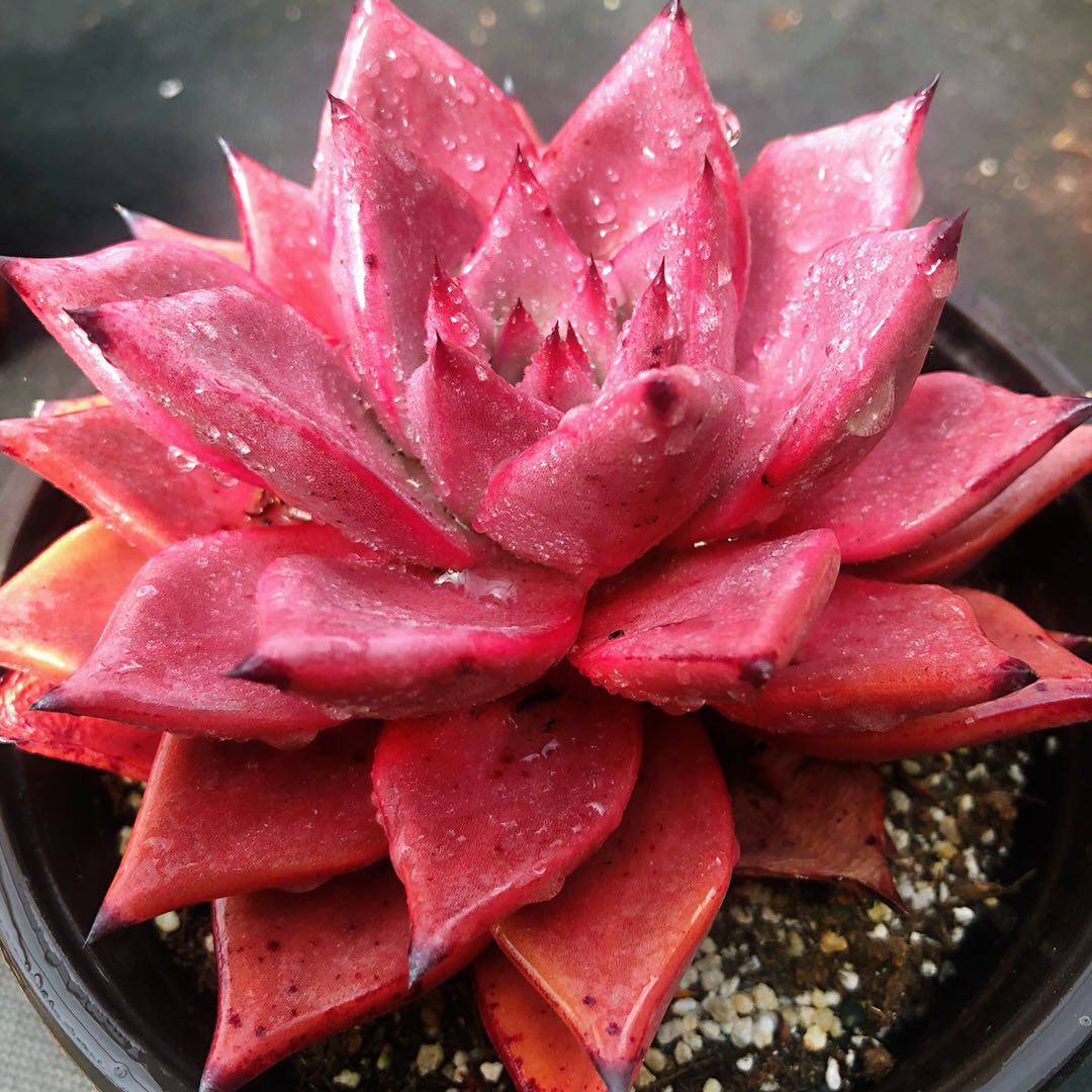 血罗 罗密欧九公分左右带盆发货 多肉植物乐萌多肉 一颗包邮