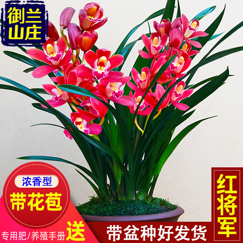 带花苞兰花苗【红将军】建兰室内盆栽花卉阳台客厅绿植兰草喜庆