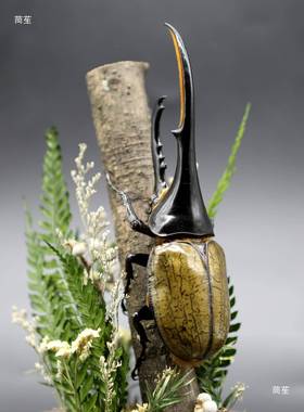 森林巨霸长戟大兜无th%fgylo虫毛虫象型甲虫昆标本微景观玻璃摆巨