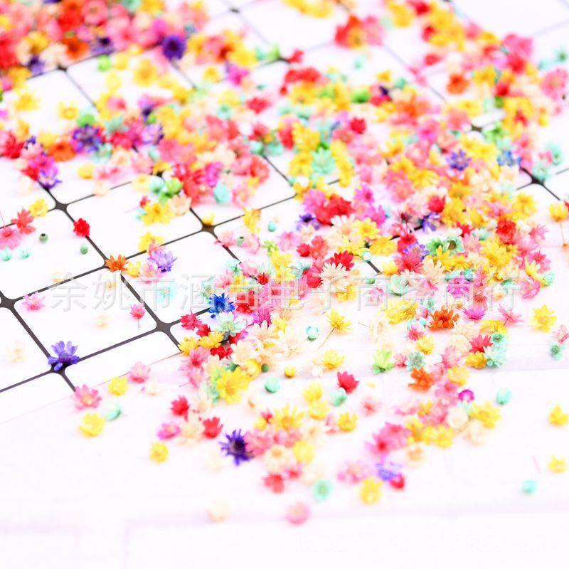 巴西小星花头无杆花 diy干花mini雏菊水晶滴胶装饰填充物干花花头