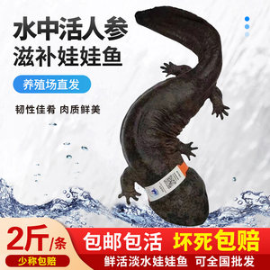 2斤1条宠物鱼汉中娃娃鱼观赏鱼