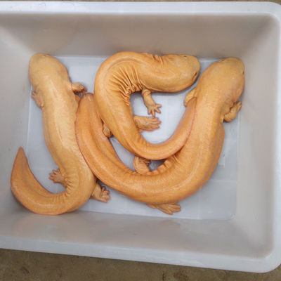 金娃娃鱼发财鱼观赏鱼白化