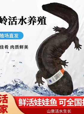 秦岭娃娃鱼鲜活直发包活包邮