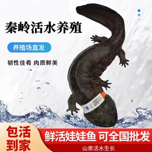 秦岭娃娃鱼鲜活直发包活包邮