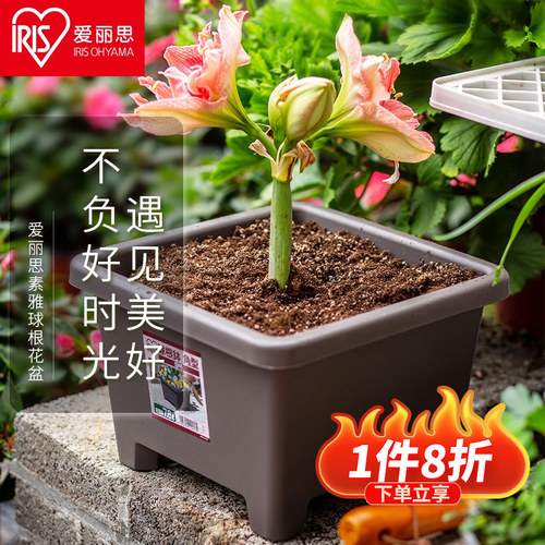 【朱顶红专用】方形花盆高透气