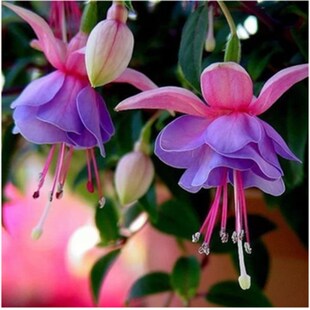 倒挂金钟灯笼花花种子吊钟海棠室内盆栽香草植物四季播种花卉种籽