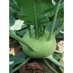 春秋丕蓝种子水果丕蓝种籽甜脆紫丕蓝种子四季种植大田小院蔬菜种