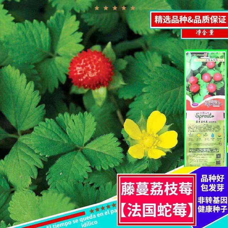 藤蔓荔枝莓种子蛇莓种子蛇野杨梅蛇果草种庭院阳台地被植物