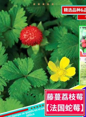 藤蔓荔枝莓种子蛇莓种子蛇野杨梅蛇果草种庭院阳台地被植物