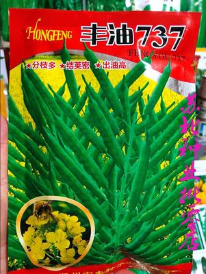 丰油737油菜种子甘蓝型油菜籽出油率三月黄中油828泰油二号油菜种