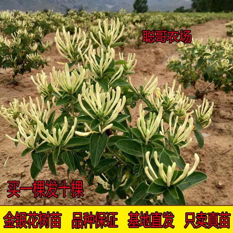 金银花树苗四季金银花北花一号盆栽地栽懒汉爬藤植物庭院盆景花卉
