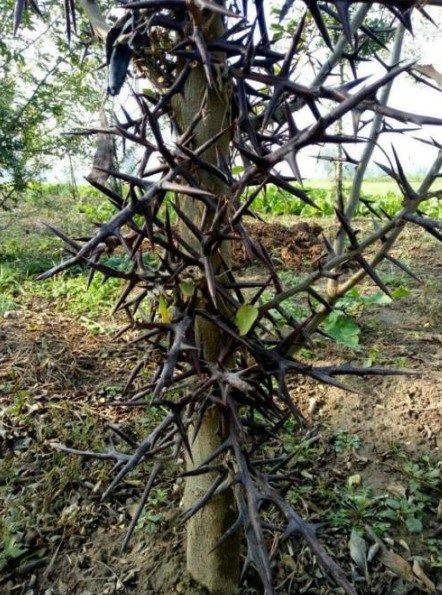 造刺树种皂角种子大小皂角种籽皂荚树种子长皂角带刺篱笆皂角树籽