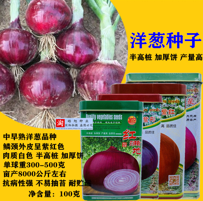 红皮洋葱种子特大圆葱耐寒紫皮洋葱种籽春四季播高产抗病蔬菜种子