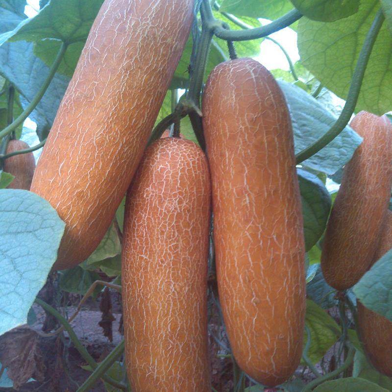 东北黄皮老黄瓜种籽麻皮大黄瓜种孑春秋四季农家老品种蔬菜瓜种子