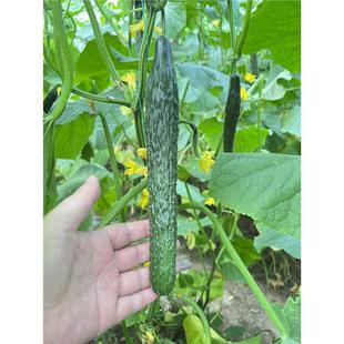 亮优B12 M162黄瓜种子强雌高产油亮黄瓜种籽耐寒绿肉黄瓜种子