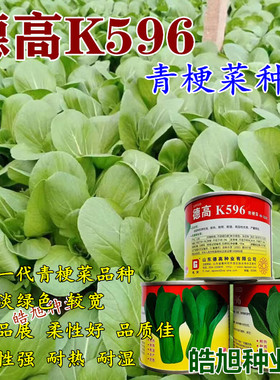 K596青梗菜种子抗病耐热耐湿耐雨柔性好丰产春夏秋播青菜种籽