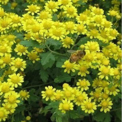 特级黄菊花种子食用泡茶野菊花种籽多年生花卉材药用菊花种孑