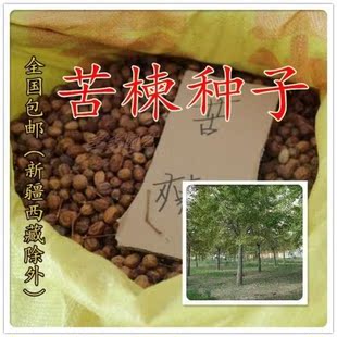 新采苦楝树种子 苦楝种子 楝树紫花树种子楝枣种子苦楝子种籽