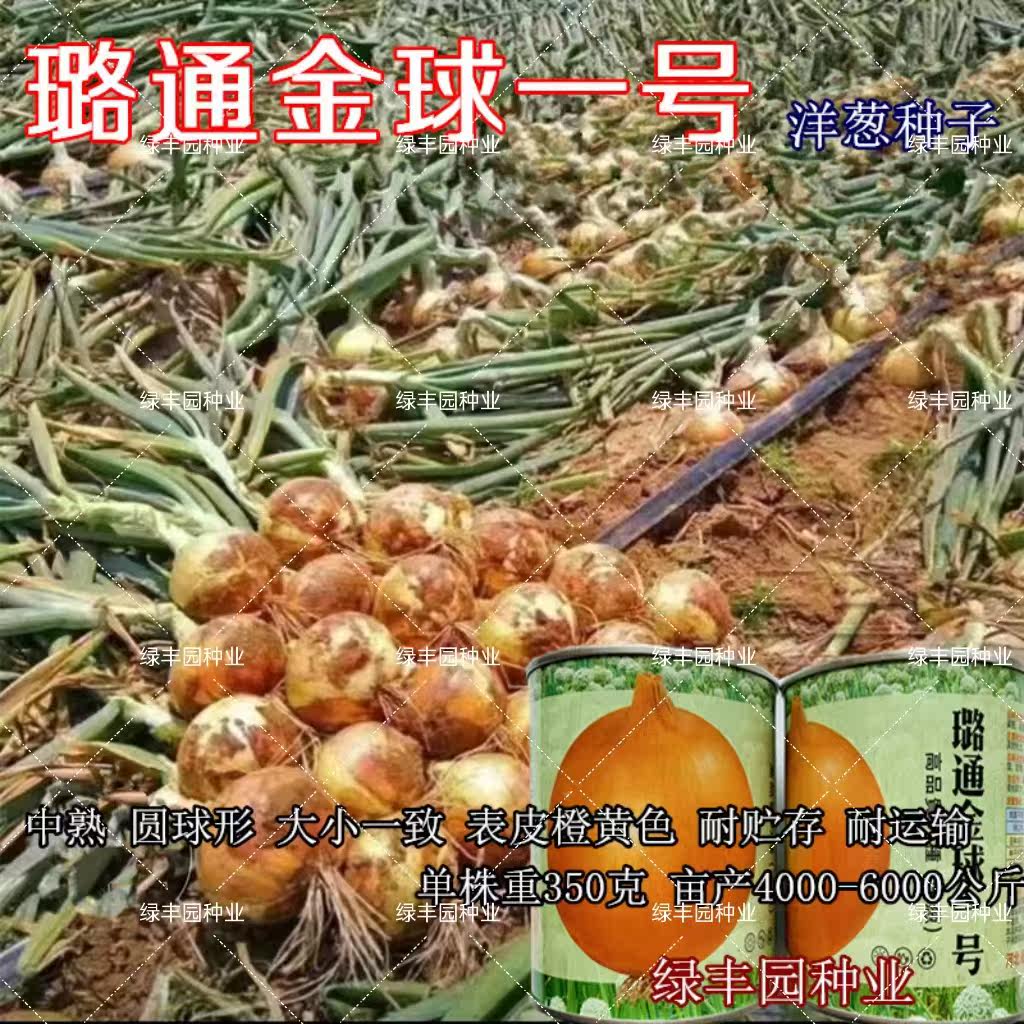 璐通金球一号黄皮洋葱种子黄皮洋圆葱香味浓种籽早熟高产四季洋葱