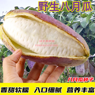野生八月瓜种子特色紫果八月瓜树庭院爬藤植物食用水果八月炸种籽