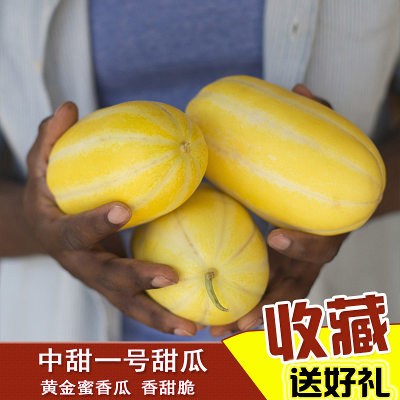 中甜一号甜瓜种子早熟黄金蜜香瓜籽高产耐低温四季播黄皮香瓜种籽