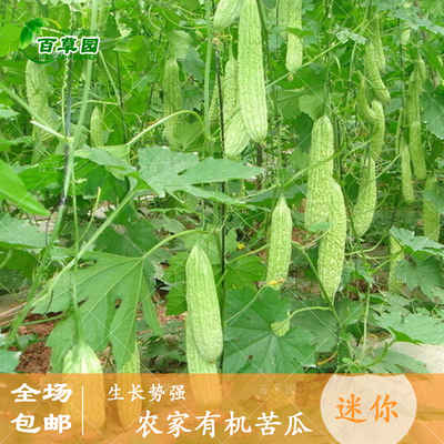 农家苦瓜种子老品种疙瘩绿苦瓜高产早熟春季夏季四季播蔬菜